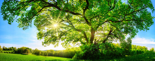 Sunlight breaking through the branches of a large tree in a green meadow